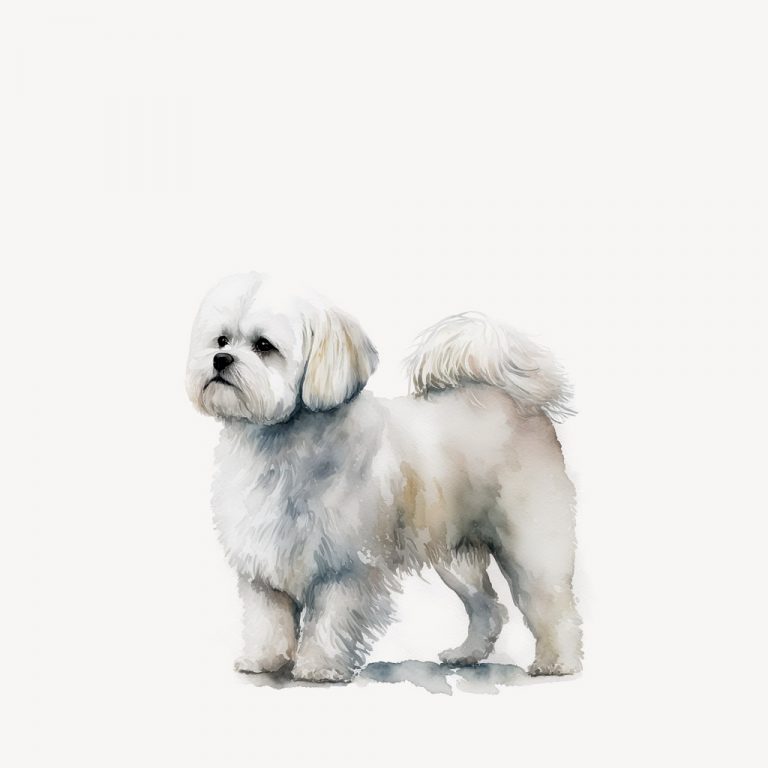 La raza Bichón Maltés es un perro pequeño y compacto, con un cuerpo musculoso y una textura de pelo suave y sedosa. Su pelaje es de color blanco y puede requerir un cuidado regular para mantenerlo limpio y libre de enredos. El Bichón Maltés tiene una cabeza redonda con un rostro expresivo y ojos marrones oscuros. Sus orejas son grandes y caídas, y su cola es corta y curva. El Bichón Maltés es un perro activo y juguetón, con una personalidad alegre y amigable.